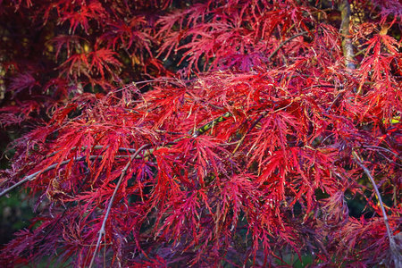 Autumn background. Branches of Japanese maple with bright red leaves. Acer palmatum dissectumの写真素材