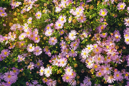 Autumn flowers. Flowers of aster ( Aster alpinus ) in gardenの写真素材