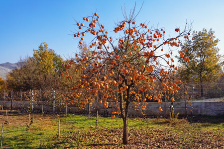 Sunny autumn. Persimmon tree with ripe fruit in garden. Albaniaの写真素材