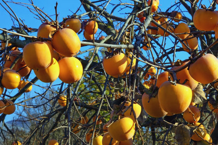 Ripe orange persimmon fruit on persimmon tree on sunny dayの写真素材