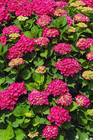 Beautiful red flowers of hydrangea  (  Hydrangea macrophylla ), floral backgroundの写真素材