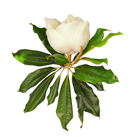Flower of Southern Magnolia with leaves. Isolated on white backgroundの写真素材