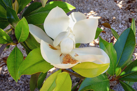 Branch of magnolia tree (Southern Magnolia, Magnolia grandiflora ) with green leaves and beautiful white flower on sunny spring dayの写真素材