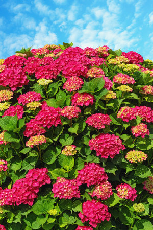 Beautiful red flowers of hydrangea  (  Hydrangea macrophylla ) against blue skyの写真素材