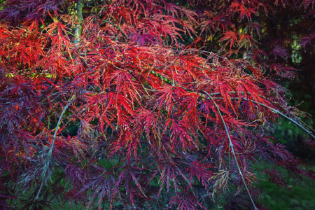 Autumn park. Colorful autumn leaves of Japanese maple ( Acer palmatum dissectum )の写真素材