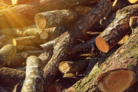Pile of firewood. Logs for a fireplace or home heating. Sawed trees. Sunlights