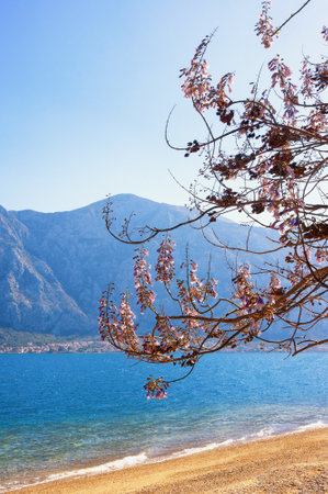 Spring flowers. Montenegro. View of Kotor Bay and branches of flowering  Paulownia tomentosa tree on sunny dayの写真素材