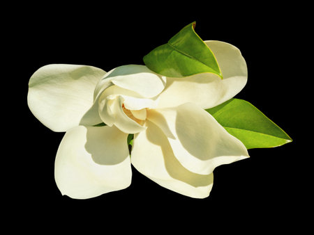 White flower of Southern magnolia - Magnolia grandiflora.  Isolated on black backgroundの写真素材