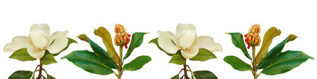 Spring and autumn, border. Flower and cone with seeds of Paulownia tomentosa tree, isolated on white backgroundの写真素材
