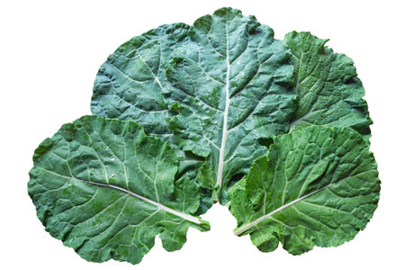 Leaves of rastan ( Collard greens, collards )   - popular leafy vegetables in Balkan cuisine. Isolated on white backgroundの写真素材