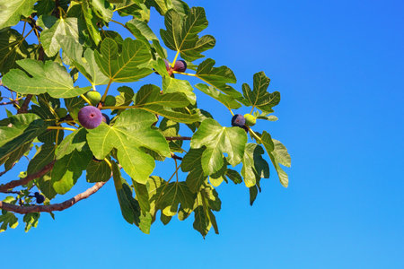 Branches of  fig tree ( Ficus carica ) with leaves and fruits against blue sky. Free space for textの写真素材