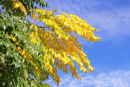 Beginning of autumn. Branch with yellow leaves against green leaves and blue sky on sunny day.  Chinaberry trees ( Melia azedarach )の写真素材
