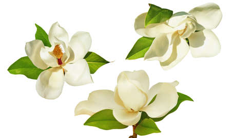 Beautiful flowers of Southern magnolia ( Magnolia grandiflora ). Isolated on white backgroundの写真素材