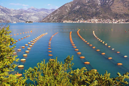 Mussel farm.  Growing mussels, rope culture.  Montenegro, Adriatic Sea, Kotor Bayの写真素材