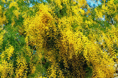 Spring flowers. Branches of Acacia dealbata tree in bloomの写真素材
