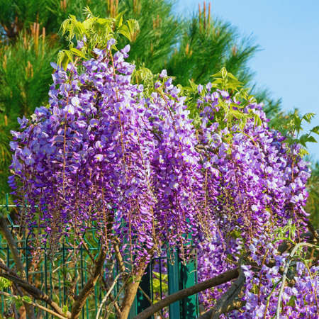 Spring flowers. Blooming wisteria vine in gardenの写真素材