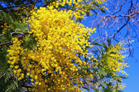 Beginning of spring. Bright yellow flowers of Acacia dealbata tree against  blue sky and tree branches still without leavesの写真素材