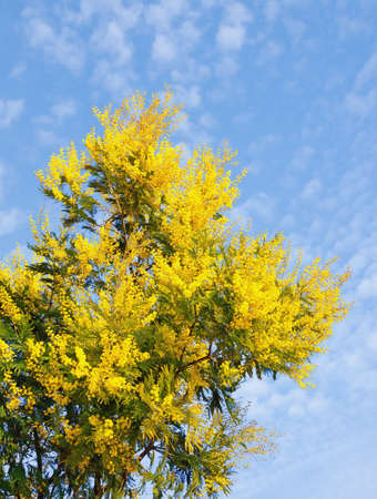 Spring flowers. Branch of Acacia dealbata tree in bloom against skyの写真素材