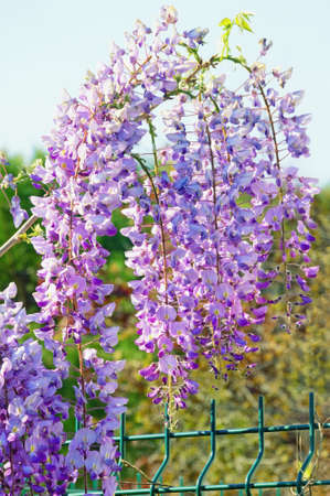 Spring flowers. Blooming wisteria vine in gardenの写真素材