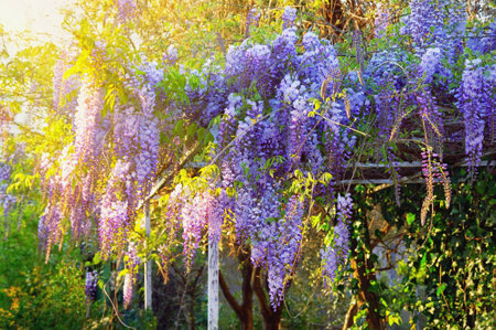 Spring. Beautiful flowers of wisteria vine in garden on sunny dayの写真素材