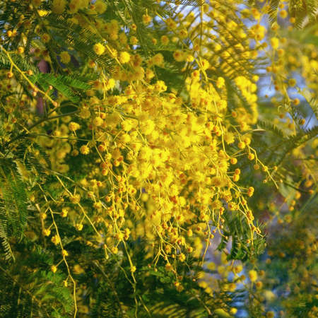 Branches of Acacia dealbata tree with bright yellow flowers in garden on sunny spring dayの写真素材
