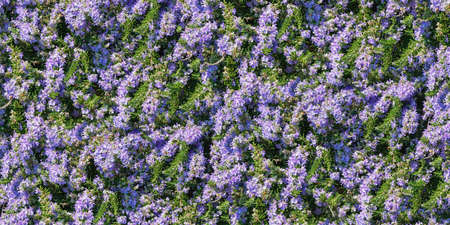 Beautiful floral background. Flowering rosemaryの写真素材
