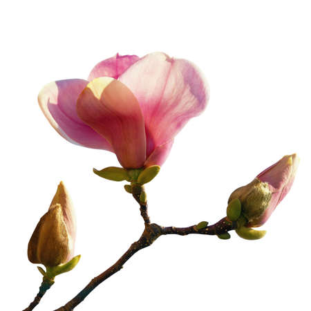 Magnolia flower with buds,  Magnolia soulangeana. Isolated on white backgroundの写真素材