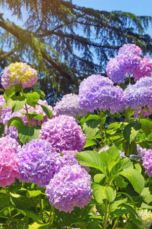 Beautiful multicolored flowers of hydrangea  (  Hydrangea macrophylla ) in gardenの写真素材