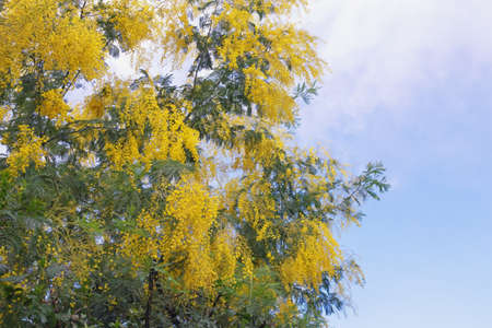 Spring flowers. Branches of Acacia dealbata tree  ( silver wattle, blue wattle or mimosa ) in bloomの写真素材