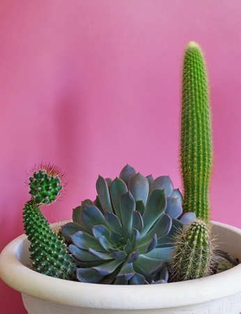 Home hobbies concept. Small garden of succulents in flower pot. Echinocactus Grusonii; Sempervivum; Echinocereus; Echinopsis spachiana. Space for textの写真素材