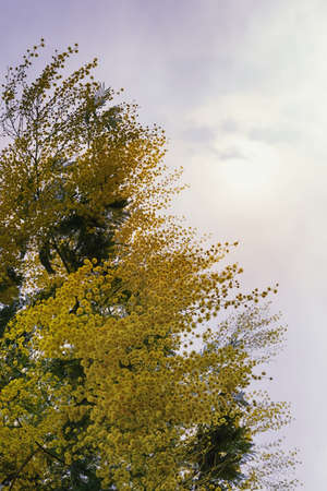 Branches of Acacia dealbata tree with yellow flowers against skyの写真素材