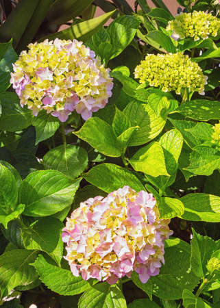 Flowers of hydrangea  (  Hydrangea macrophylla ) in gardenの写真素材