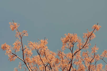 Branches of Chinaberry tree ( Melia azedarach ) with  clusters of fruit, decorative background. Free space for textの写真素材