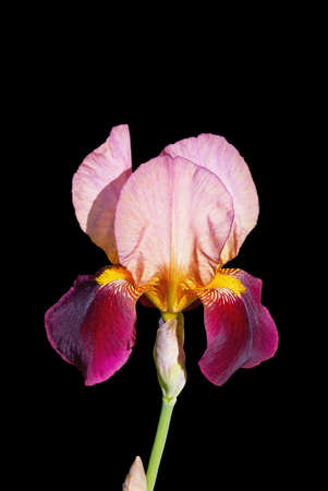 Spring flowers. Beautiful flower of iris, isolated on black backgroundの写真素材