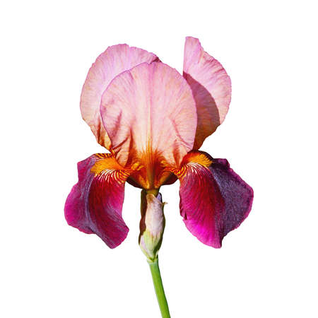 Beautiful flower of iris, isolated on white backgroundの写真素材