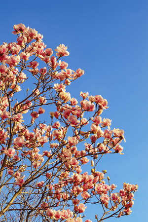 Springtime. Branches of flowering tree of magnolia ( Magnolia soulangeana ) against blue sky. Copy spaceの写真素材