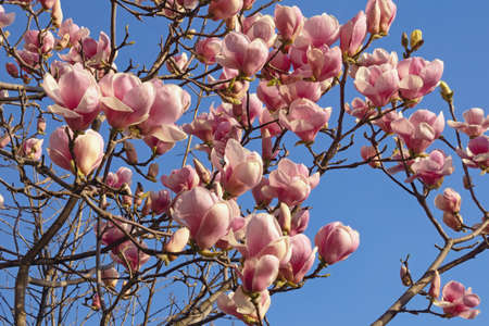 Spring flowers. Branches of flowering Magnolia soulangeana tree ( Saucer Magnolia ) against blue skyの写真素材