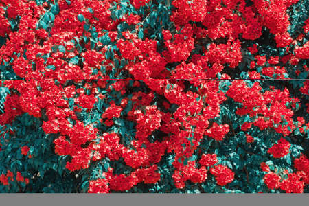 Beautiful red flowers of Bougainvillea vine in garden. Color toningの写真素材