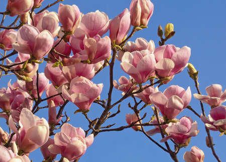 Flowers of Magnolia soulangeana against blue skyの写真素材