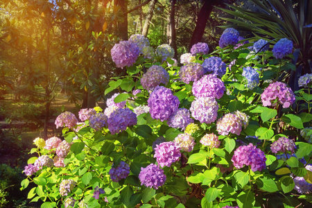Multicolored  flowers of hydrangea  (  Hydrangea macrophylla ) in park. Montenegro, Tivatの写真素材