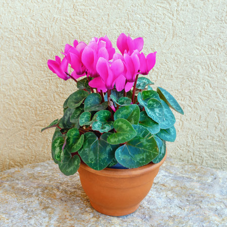 Beautiful cyclamen flowers in flower pot. Rustic background, free space for text. Home hobby conceptの写真素材
