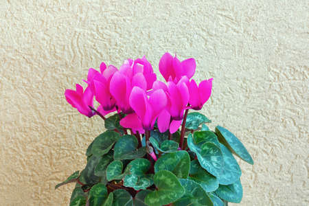 Beautiful cyclamen flowers, rustic background, free space for textの写真素材