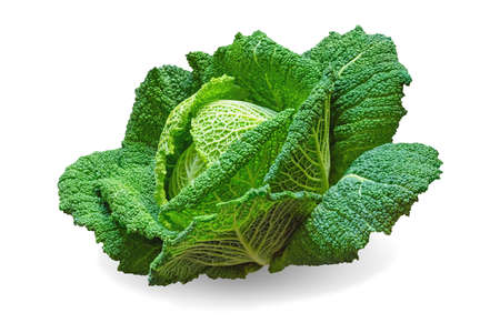 Savoy cabbage head isolated on white backgroundの写真素材