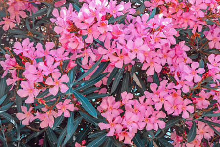 Bright pink flowers of oleander tree - Nerium oleander . Color toningの写真素材