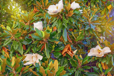 Branches of Southern magnolia ( Magnolia grandiflora ) tree with leaves and flowers on sunny spring dayの写真素材