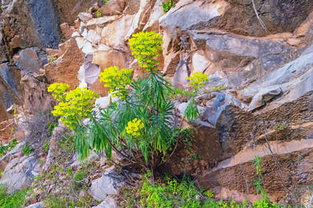 Bright yellow flowers of Mediterranean spurge ( Euphorbia characias )  among stones. Balkan...