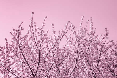 Beautiful pink floral background. Plum blossom. Color toningの写真素材