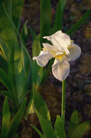 Spring flowers. White flower of iris in garden. Bokehの写真素材