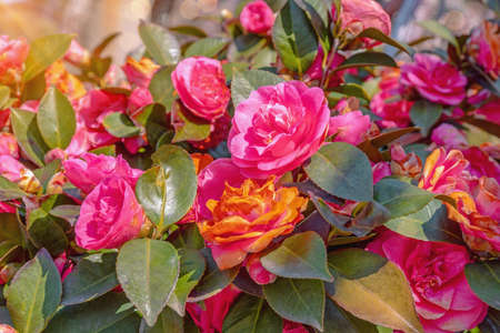 Beautiful red camellia flowers on sunny spring day. Sunlight, bokehの写真素材