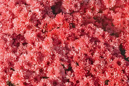 Beautiful floral background. Red chrysanthemum flowers  in garden on sunny day. Color tintingの写真素材